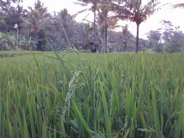 Dede Setiawan