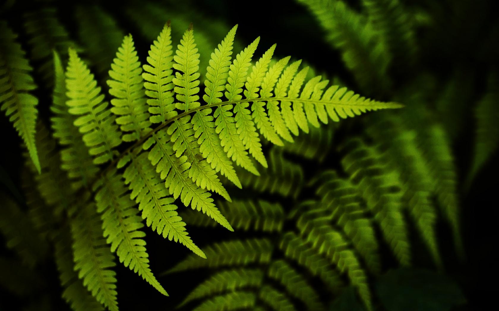 Plant molecular biology thesis