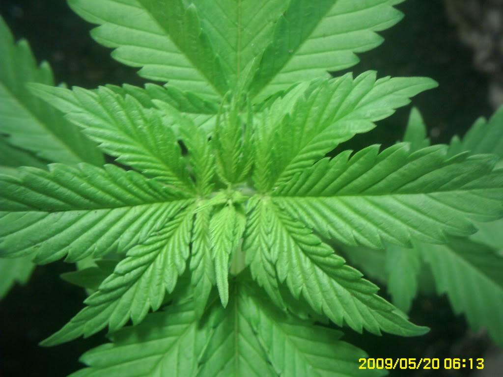 Nikorette la solución para las inhalaciones