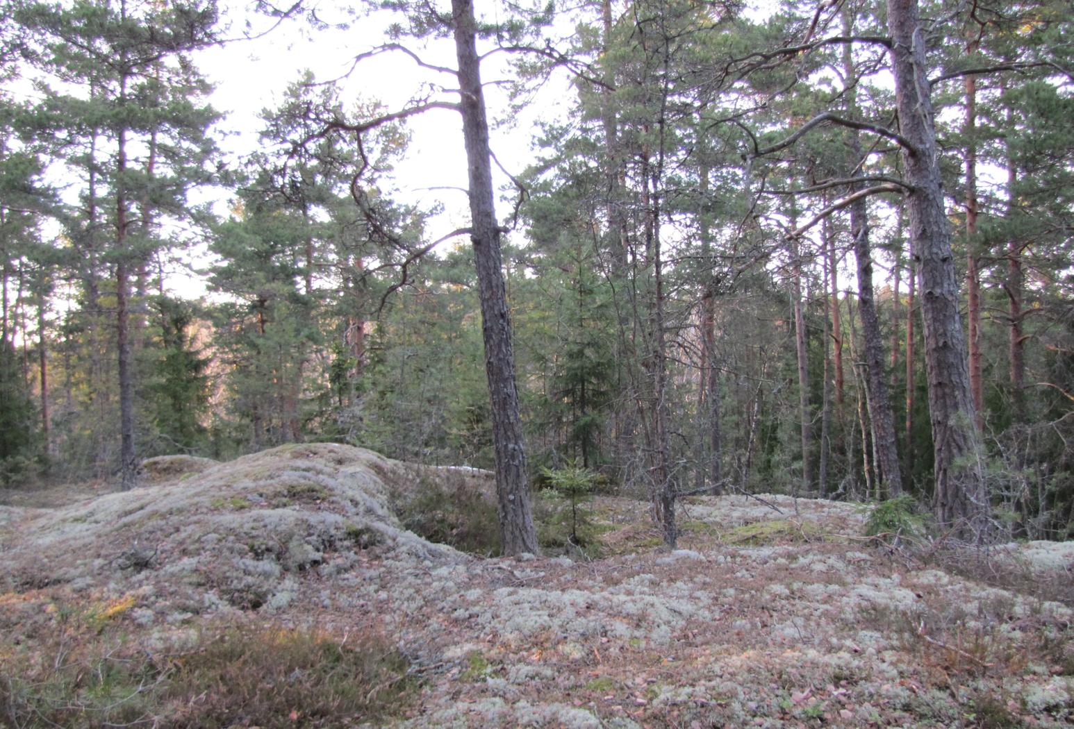 Kiti Lappi