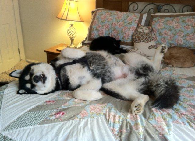 Rumpy Dog