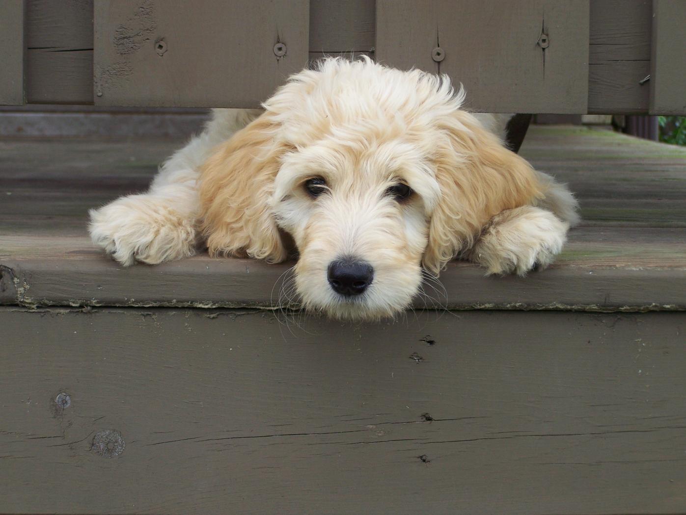 Sabrina Alstat LABRADOODLES, GOLDENDOODLES, GIANT SCHNOODLES about.me