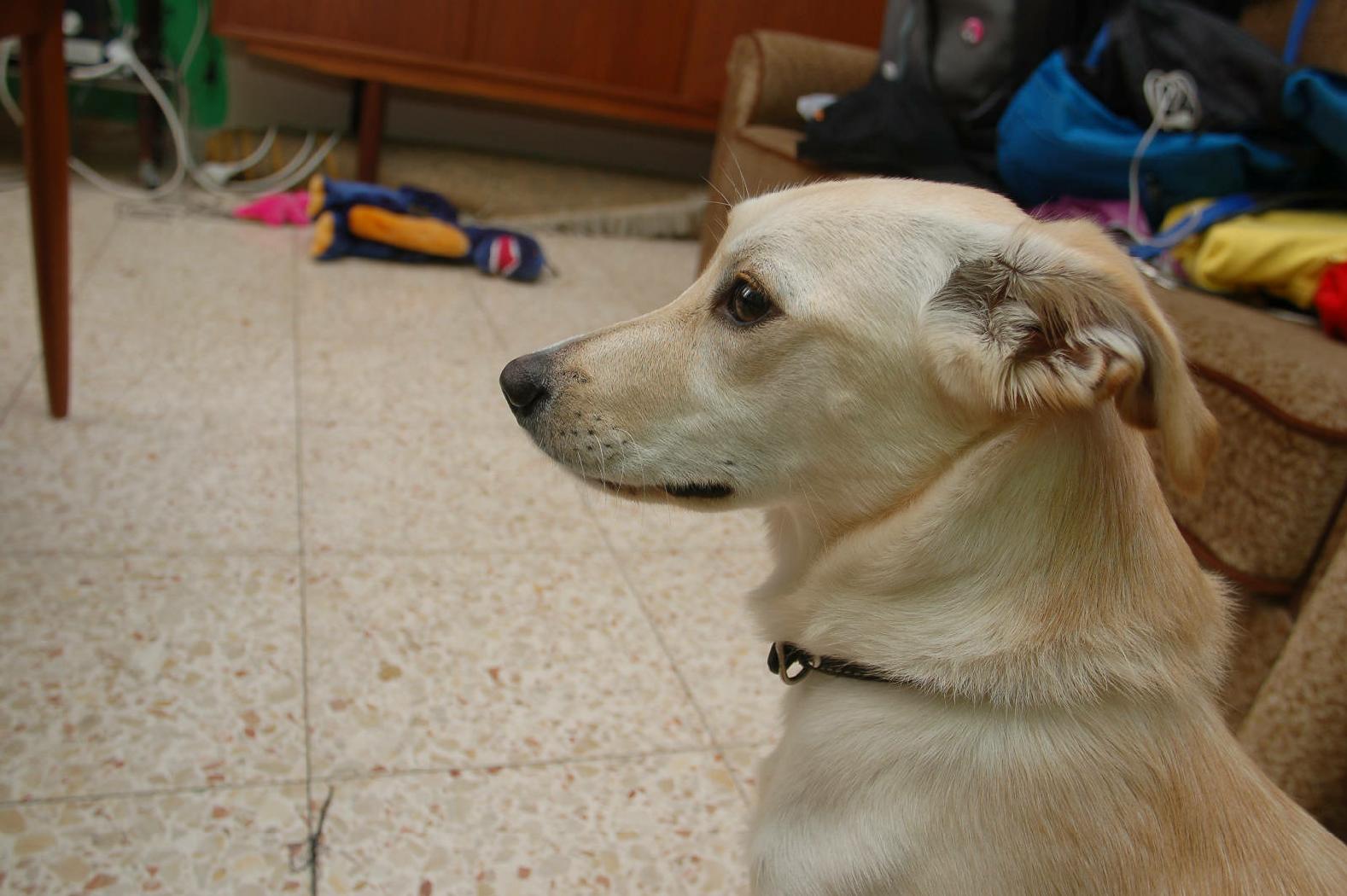 Schnitzel - the dog | about.me