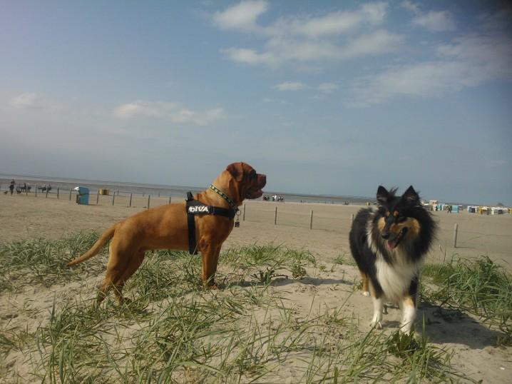 Diva Bordeauxdogge