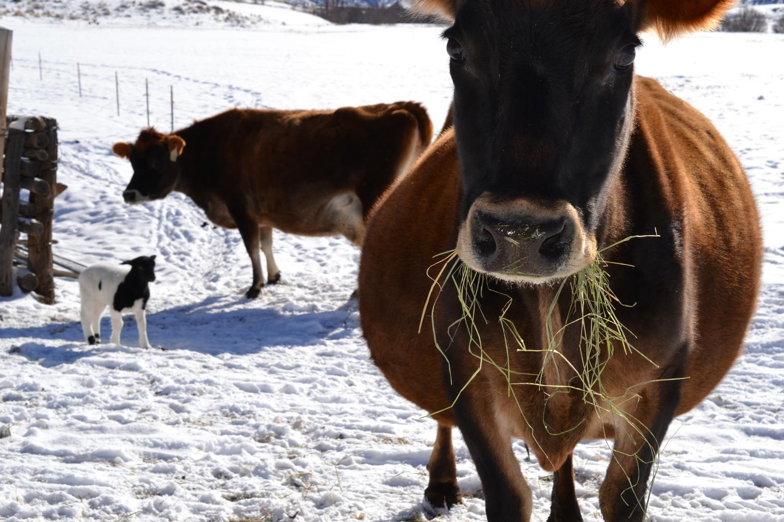 Grass Food