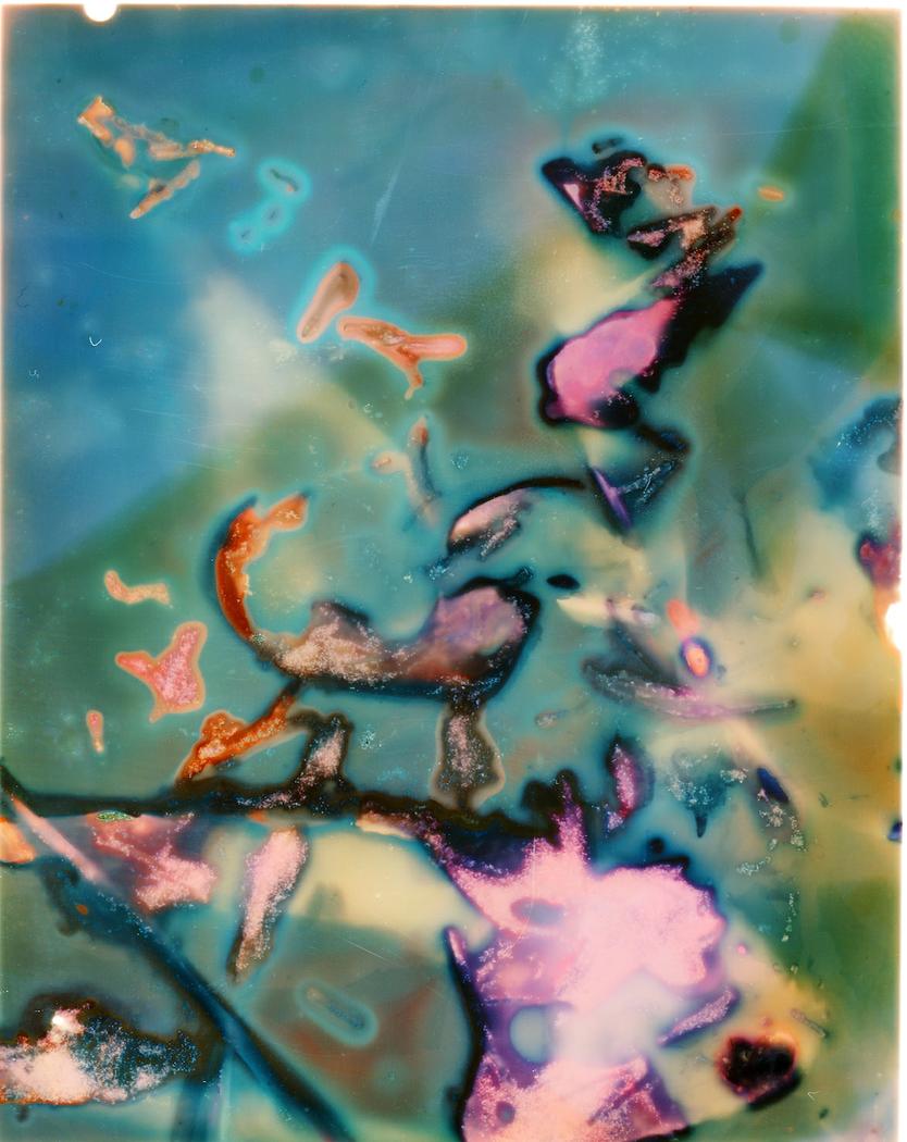 phyllis schwartz
