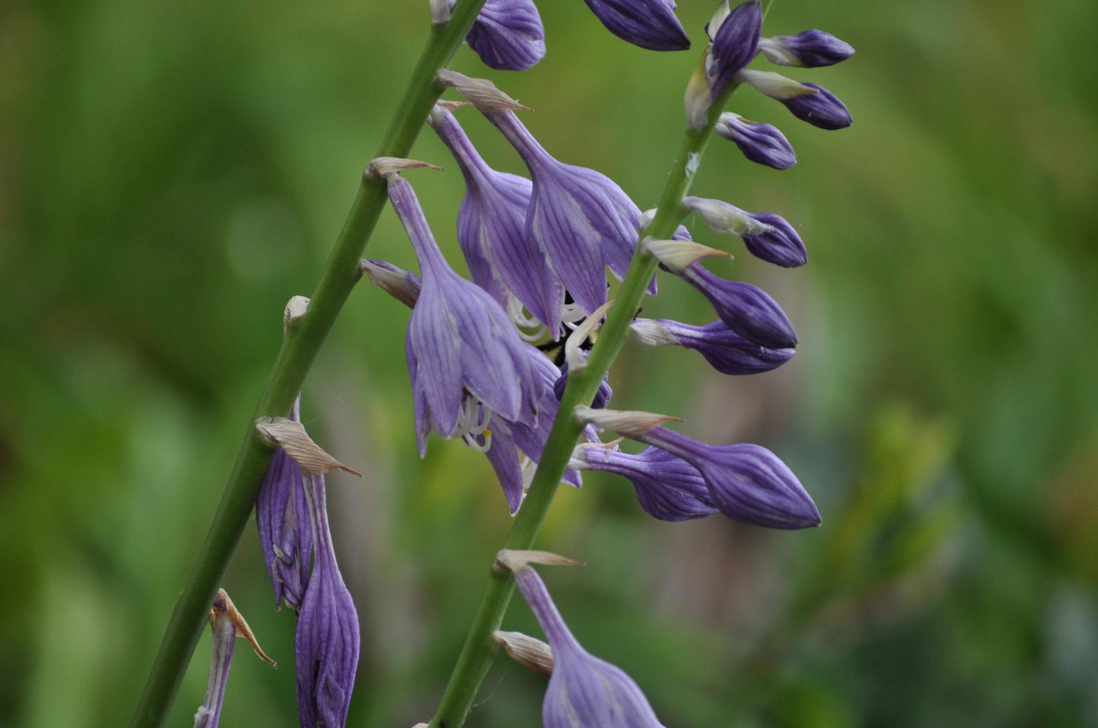 an unfinished symphony